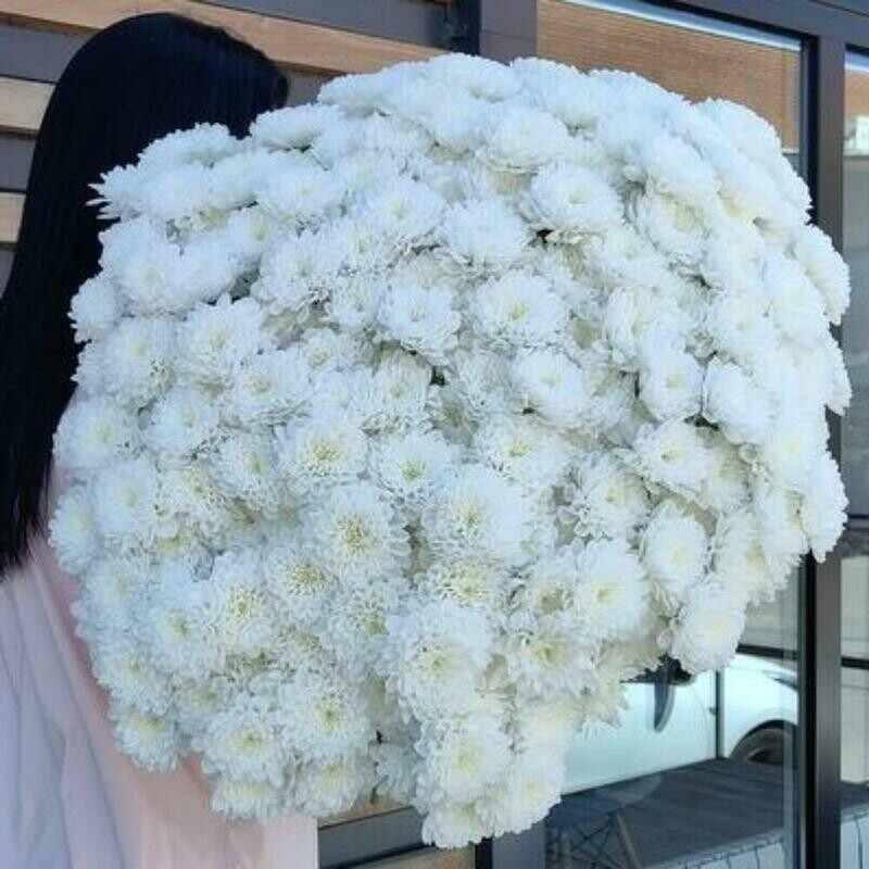 МЕГА ОГРОМНЫЙ букет из Ажурной Кустовой Хризантемы 51 шт , мега огромный букет из ажурной кустовой хризантемы 51 шт