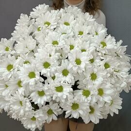 Хризантема Чик белая 9 шт