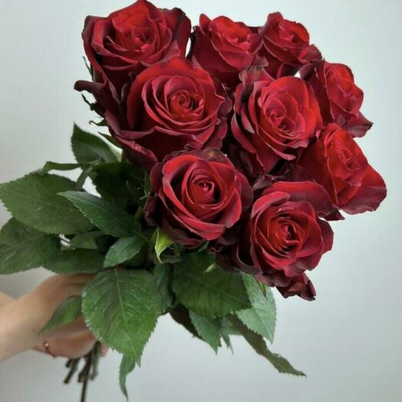 9 krasnih roz, 9 krasnih roz