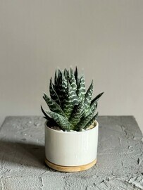 Aloe v keramicheskom kashpo