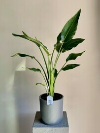 Strelitciya v plastikovom kashpo