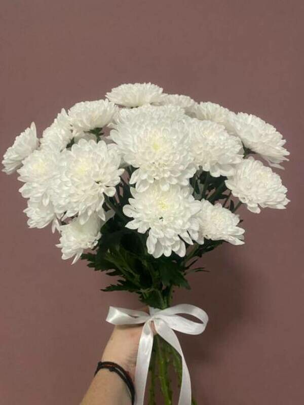 Хризантема Алтай, хризантема алтай