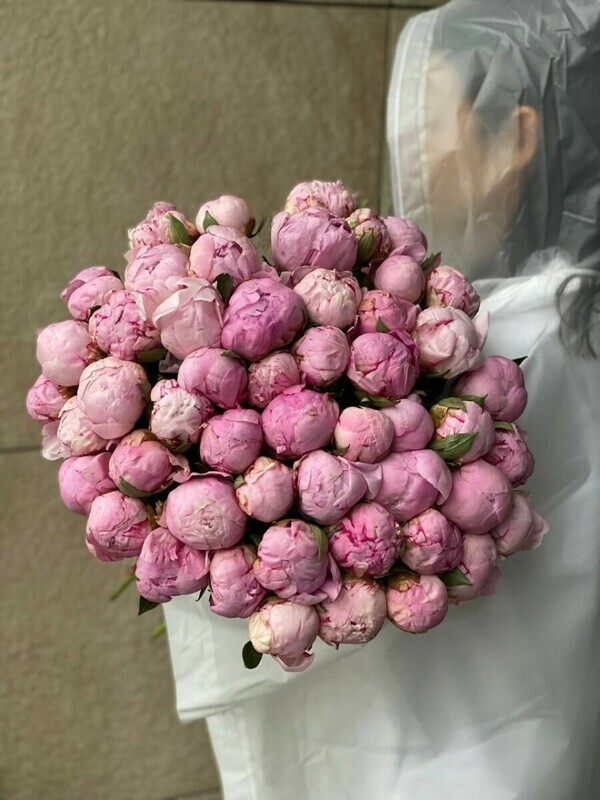 пион нежность , стандартный