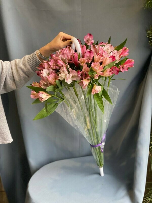 al_stromeriya v zontike, standart