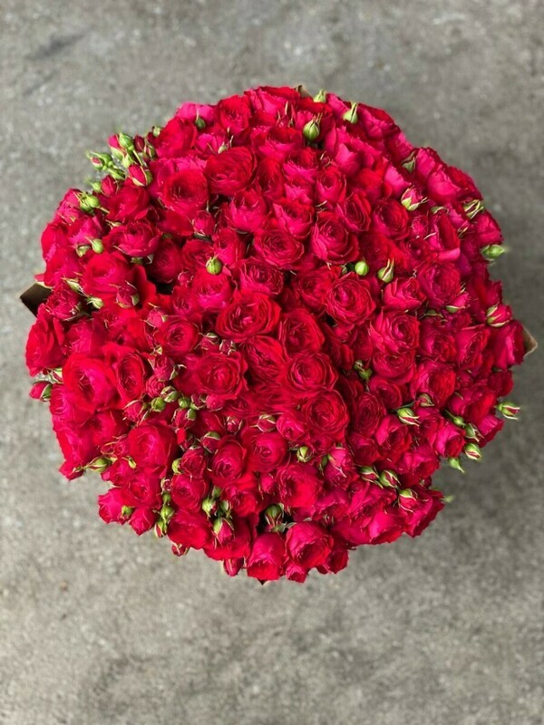 моно из 35 Ред баблз, моно букет из 35 кустовых ред баблз