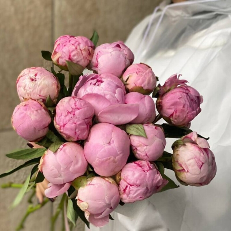 15 розовых пионов , стандартный