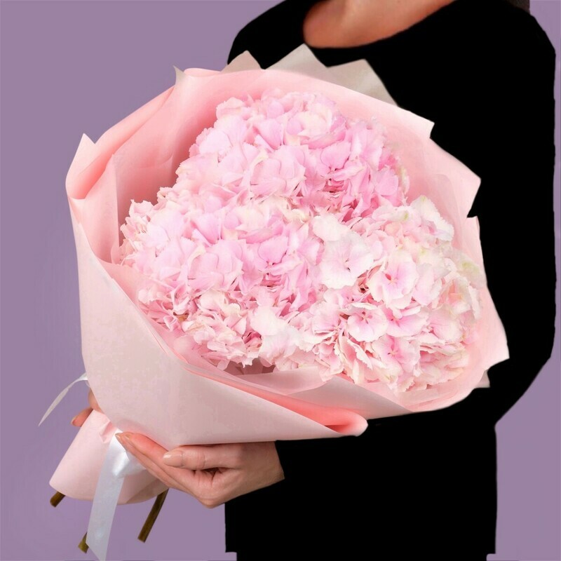 Букет из розовых гортензий в упаковке, букет из розовых гортензий в упаковке