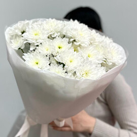 Belosnezhnaya hrizantema