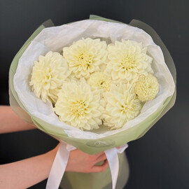 7 white dahlias 