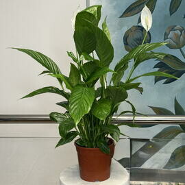 Спатифиллум Вивальди, Женское счастье