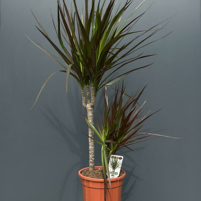 Драцена, стандартный