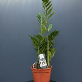 Замиакулькас