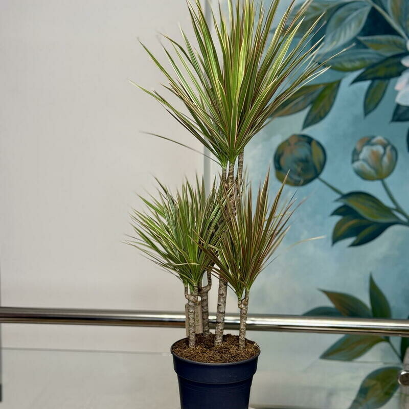 Драцена маргината Биколор карусель, драцена маргината биколор карусель