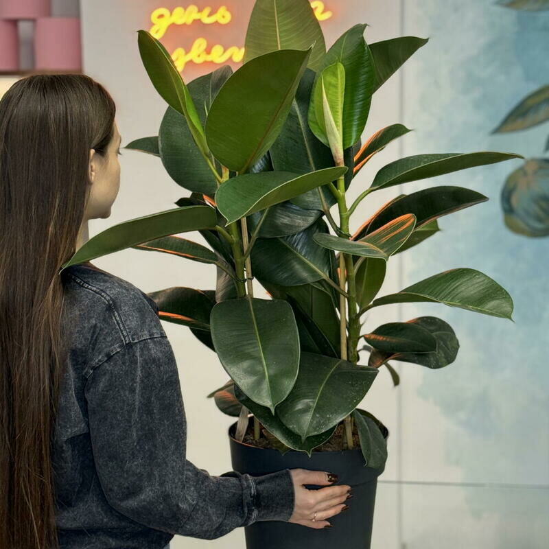 Фикус Лирата, фикус лирата