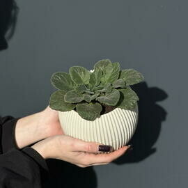 Фиалка пушистая в молочном кашпо