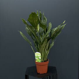 Спатифиллум стандарт, женское счастье