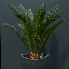 Комнатное растение Цикас