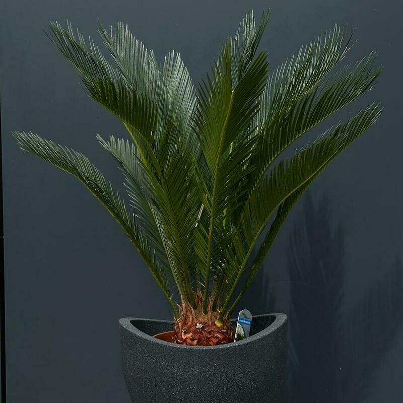 Комнатное растение Цикас, комнатное растение цикас