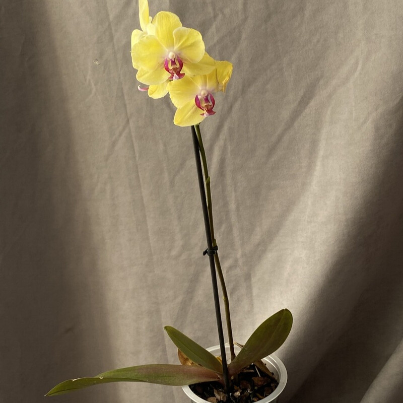 Orhideya tcvetok otlichnij variant dlya podarka, standart