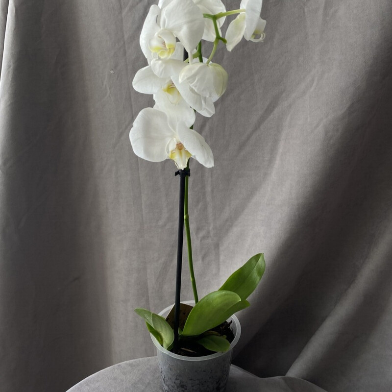 Orhideya tcvetok otlichnij variant dlya podarka, standart