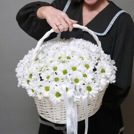 25 Kustovih Hrizantem v korzinke