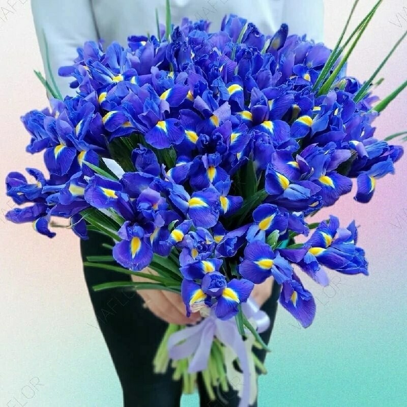 Букет из 51 ириса, букет из 51 ириса