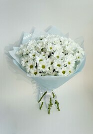 5 Кустовых Хризантем
