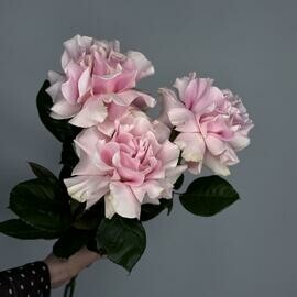 3 нежно-розовые французские розы