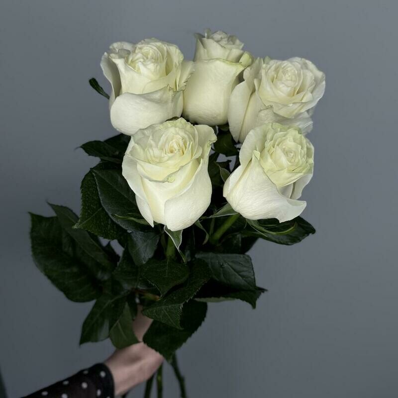 5 belih roz ekvador, 5 belih roz ekvador