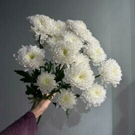 Букет из 3 кустовых хризантем