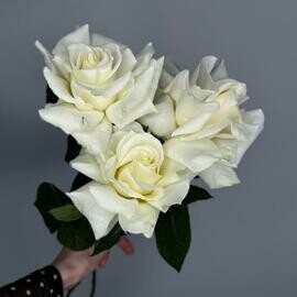3 белые французские розы