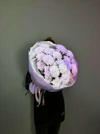 Nezhnie fioletovie hrizantemi