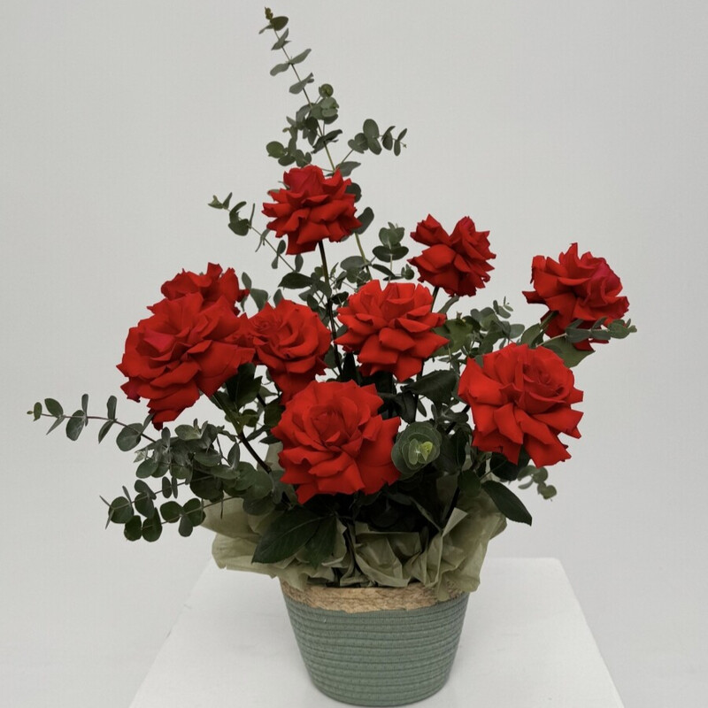 Krasnie frantcuzskie rozi v korzine s evkaliptom, 9 krasnih roz v korzine