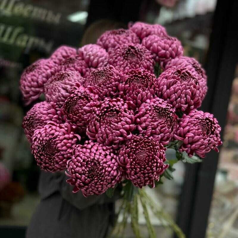 Букет хризантем сорта бигуди, 25 хризантем бигуди