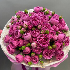 Mono buket iz 23 malinovih kustovih roz