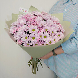 Buket iz rozovoj hrizantemi s gipsofiloj