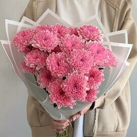 Малиновый букет  кустовая хризантема 