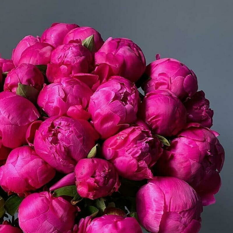 Букет из малиновых пионов, стандартный