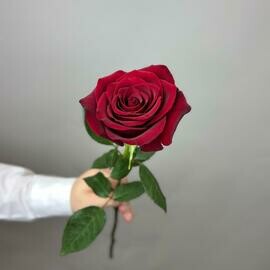 Roza krasnaya 50 sm