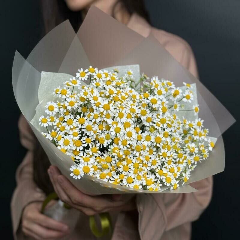 Romashki (Matrikariya), standart