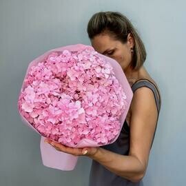 Gortenziya rozovaya 7sht