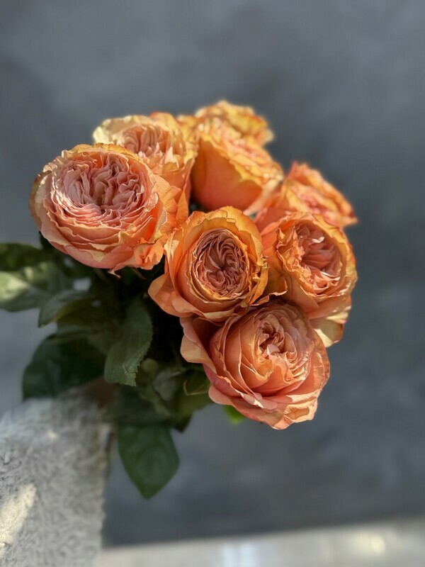 Pionovidnie rozi 9sht, 9 pionovidnih roz pod lentu