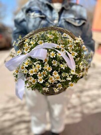 Ромашка кустовая в корзинке
