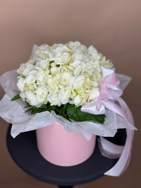 Белая гортензия в шляпной коробочке, стандартный