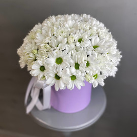 Хризантемы ромашки в коробочке