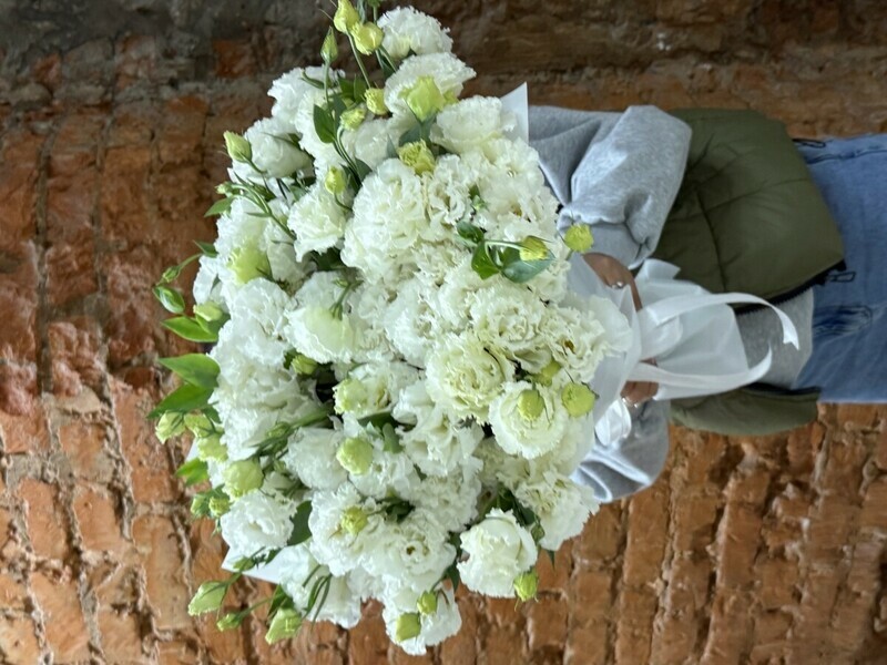 Eustoma belaya, eustoma belaya