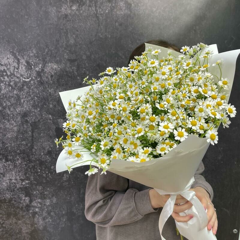 Romashki Kamila, standart