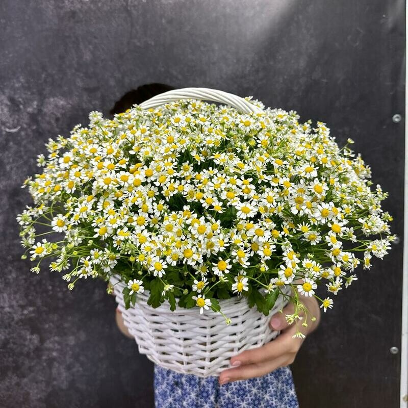 Romashka v korzine, romashka v korzine