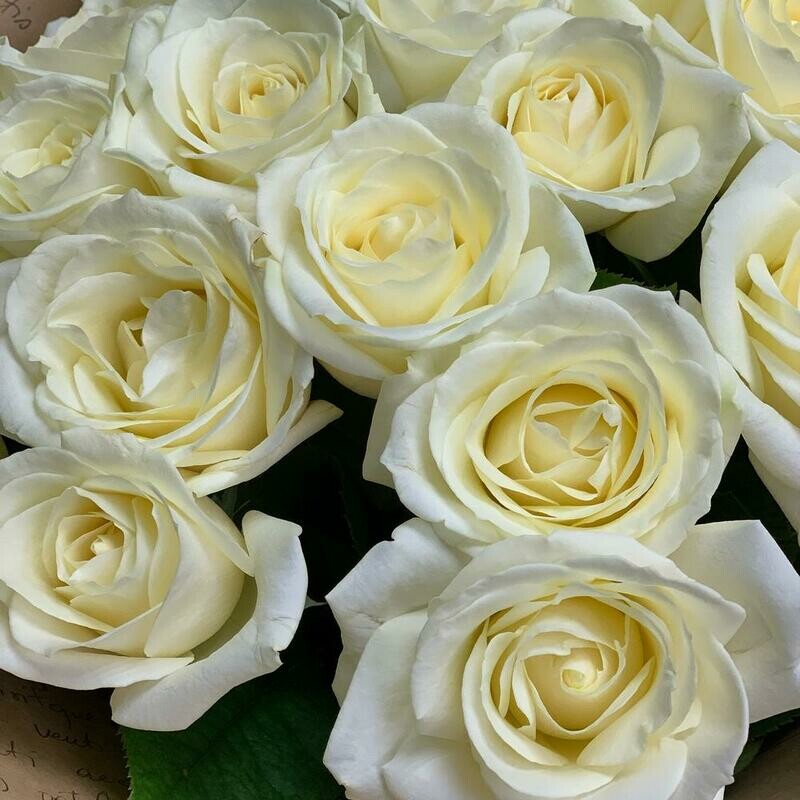 Ваниль, роза