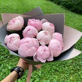 9 голландских пионов